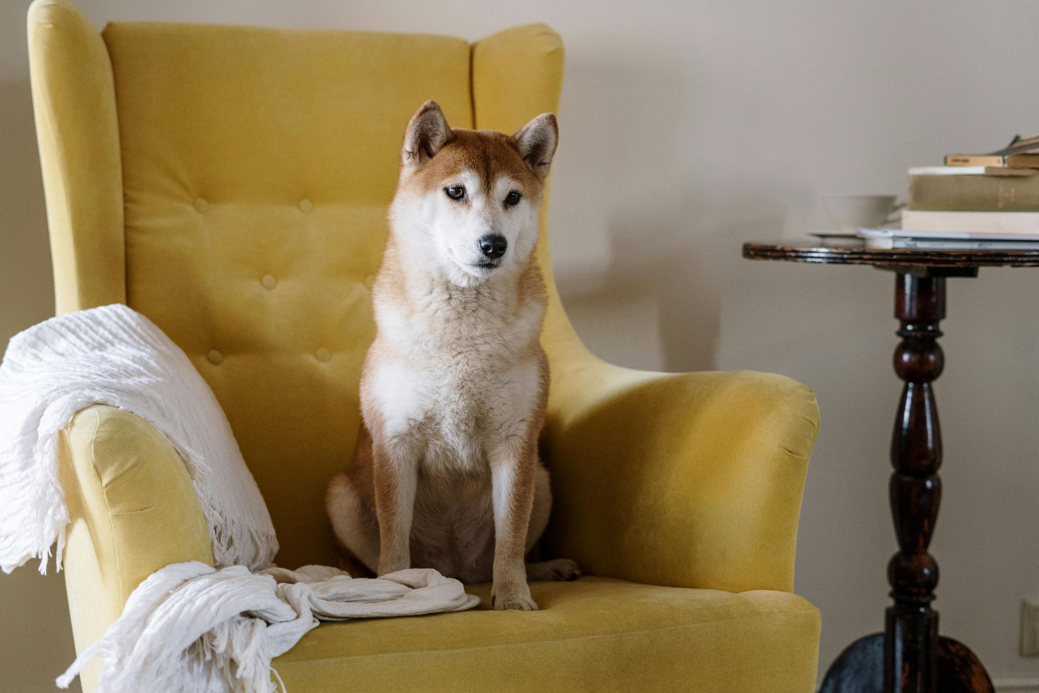 shiba inu dog sitting on a yellow chair